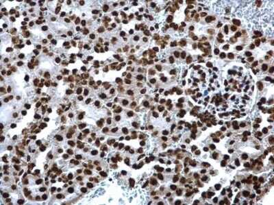 Immunohistochemistry-Paraffin: Histone H4 [ac Lys8] Antibody [NBP2-42863]